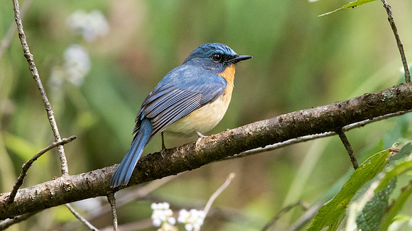 Hill blue flycatcher (Cyornis banyumas) Male