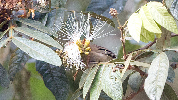 Unidentified