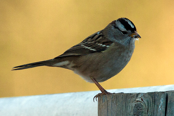 White-crowned Sparrow (Zonotrichia leucophrys)