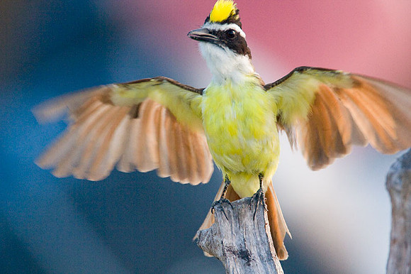 Great Kiskadee (Pitangus sulphuratus)