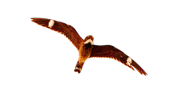 Antillean Nighthawk (Chordeiles gundlachii)