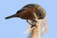 Ruddy-breasted Seedeater (Sporophila minuta)