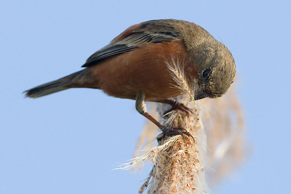 Ruddy-breasted Seedeater (Sporophila minuta)