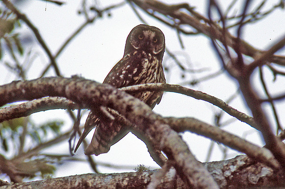 Galápagos Short-eared Owl (Asio flammeus galapagoensis)