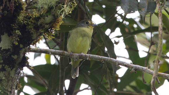 Wing-barred Piprites (Piprites chloris)