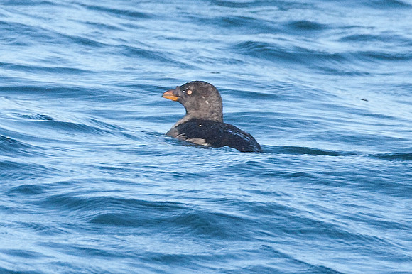 Rhinoceros Auklet (Cerorhinca monocerata)