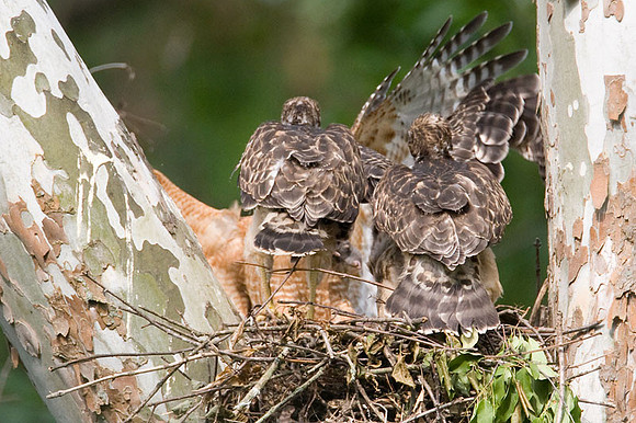 Red-shouldered Hawk (Buteo lineatus) adult and juvenile