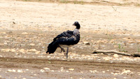 Horned Screamer (Anhima cornuta)