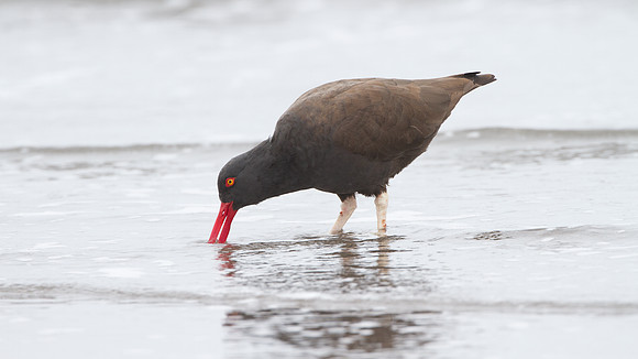 Blackish Oystercatcher (Haematopus ater)