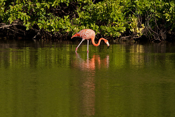 Greater Flamingo (Phoenicopterus roseus)