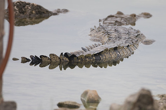 Alligator