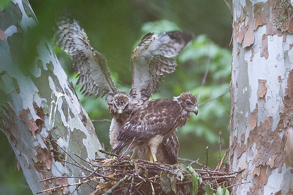 Red-shouldered Hawk (Buteo lineatus) juvenile