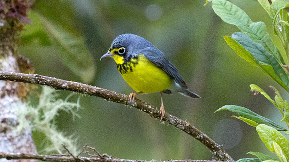 Canada Warbler (Cardellina canadensis)