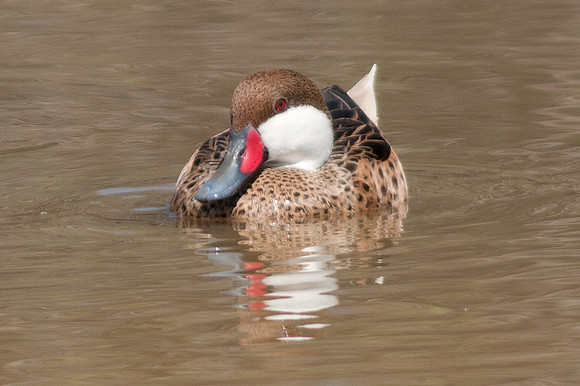 White-cheeked Pintail (Anas bahamensis)
