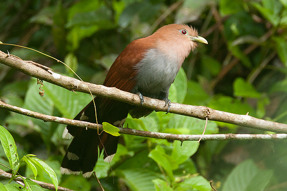 Squirrel Cuckoo (Piaya cayana)