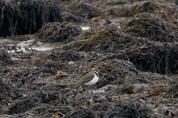 Northern Lapwing (Vanellus vanellus)
