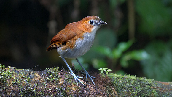 White-bellied Antpitta (Grallaria hypoleuca)