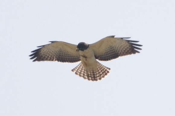 Short-tailed Hawk (Buteo brachyurus)