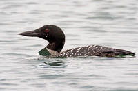Great Northern Loon (Gavia immer) also known as Common Loon or Great Northern Diver