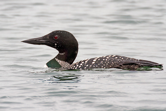 Great Northern Loon (Gavia immer) also known as Common Loon or Great Northern Diver