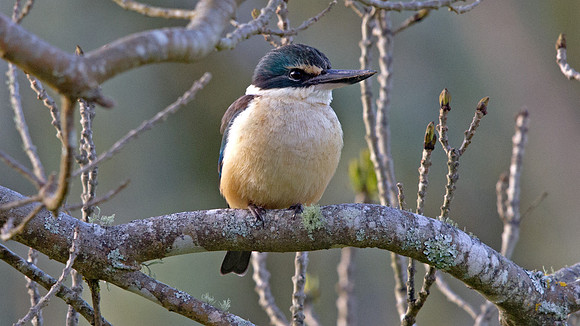 Sacred Kingfisher (New Zealand) (Todiramphus sanctus vagans)