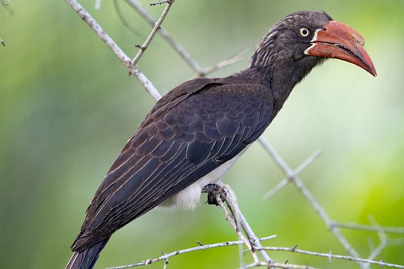 Crowned Hornbill (Tockus alboterminatus)