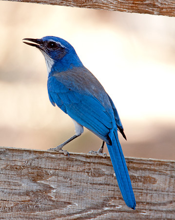 Western Scrub-Jay (Aphelocoma californica)