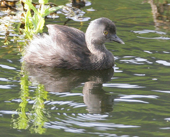 Least Grebe (Tachybaptus dominicus)