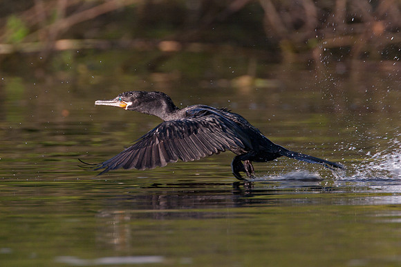 Neotropic Cormorant (Phalacrocorax brasilianus)
