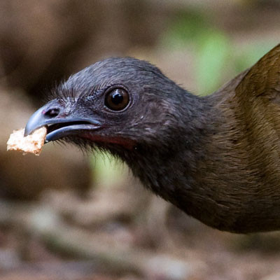 Grey-headed Chachalaca (Ortalis cinereiceps)