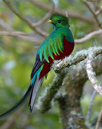 Resplendent Quetzal (Pharomachrus mocinno) male