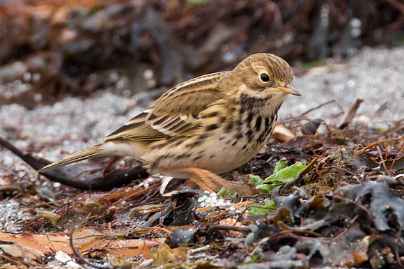 Meadow Pipit (Anthus Pratensis)