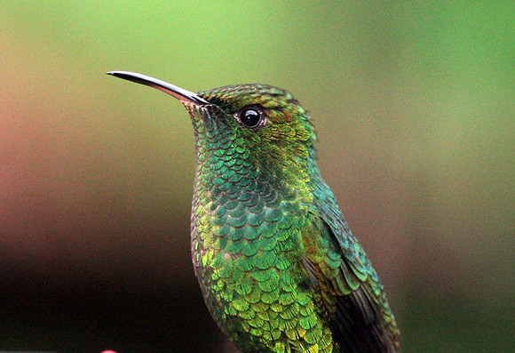 Coppery-headed Emerald (Elvira cupreiceps)