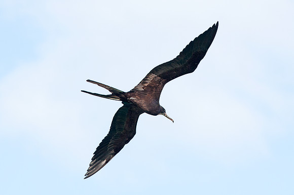 Magnificent Frigatebird (Fregata magnificens) Male
