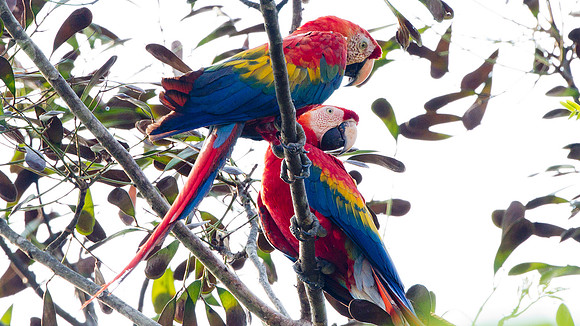 Scarlet Macaw (Ara macao)