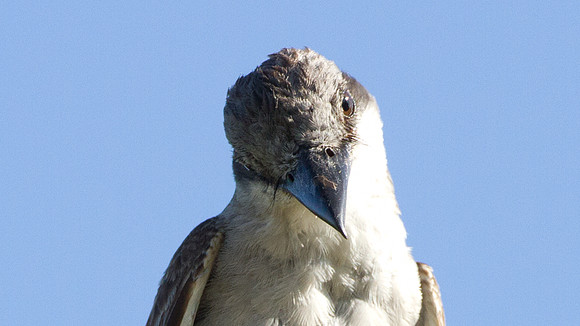 Loggerhead Kingbird (Tyrannus caudifasciatus)