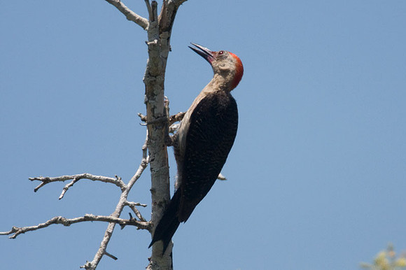 Golden-fronted Woodpecker (Melanerpes aurifrons) male