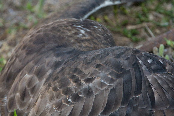 Broad-winged Hawk (Buteo platypterus)