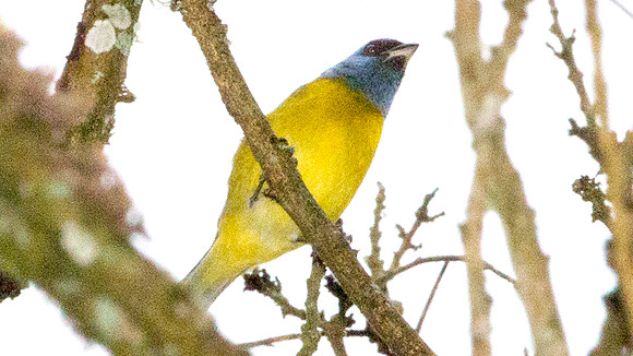 Blue-and-yellow Tanager (Thraupis bonariensis)