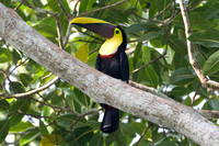 Chestnut-mandibled Toucan (Ramphastos swainsonii) also known as Swainson’s Toucan
