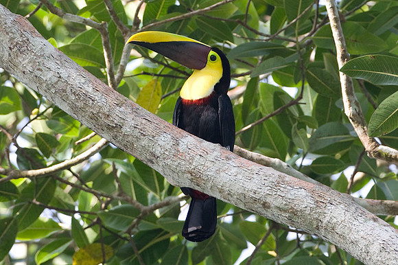 Chestnut-mandibled Toucan (Ramphastos swainsonii) also known as Swainson’s Toucan