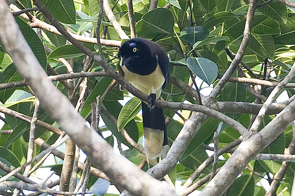 Black-chested Jay (Cyanocorax affinis)