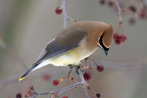 Cedar Waxwing (Bombycilla cedrorum)