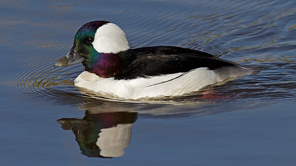 Bufflehead (Bucephala albeola) male
