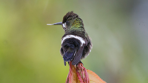 Black-bellied Thorntail (Discosura langsdorffi)