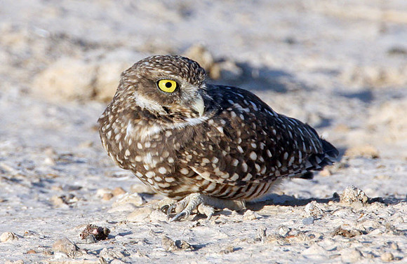 Burrowing Owl (Athene cunicularia)