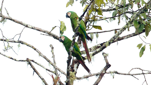 Chestnut-fronted Macaw (Ara severus)