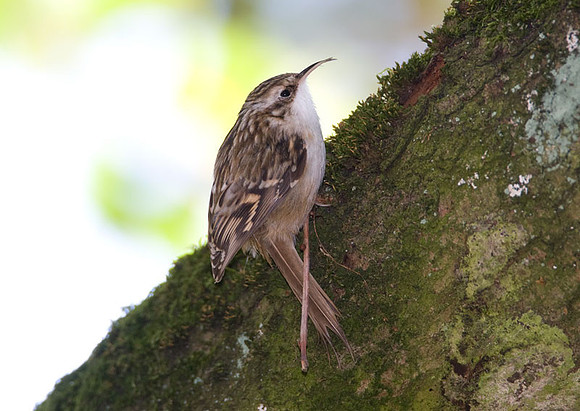 Short-toed Treecreeper (Certhia brachydactyla)