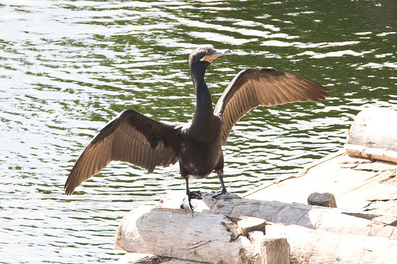 Neotropic Cormorant (Phalacrocorax brasilianus) also known as Olivaceous Cormorant