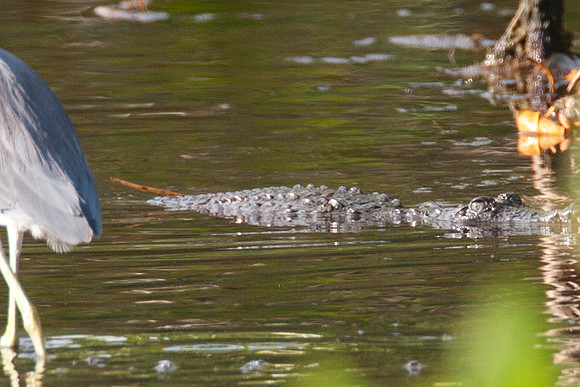 Alligator